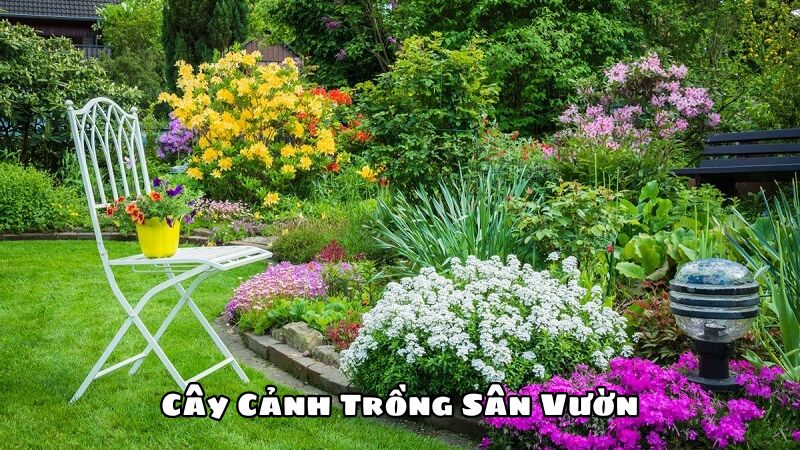 Cây Cảnh Trồng Sân Vườn