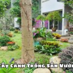 Cây Cảnh Trồng Sân Vườn