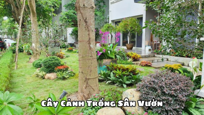 Cây Cảnh Trồng Sân Vườn