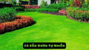 Cỏ Sân Vườn Tự Nhiên