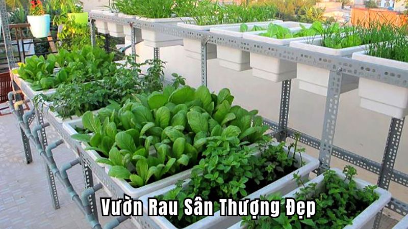 Vườn Rau Sân Thượng Đẹp