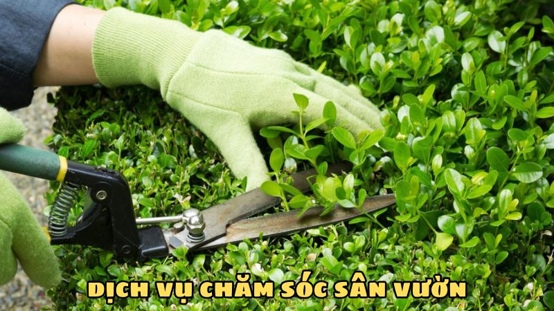 dịch vụ chăm sóc sân vườn