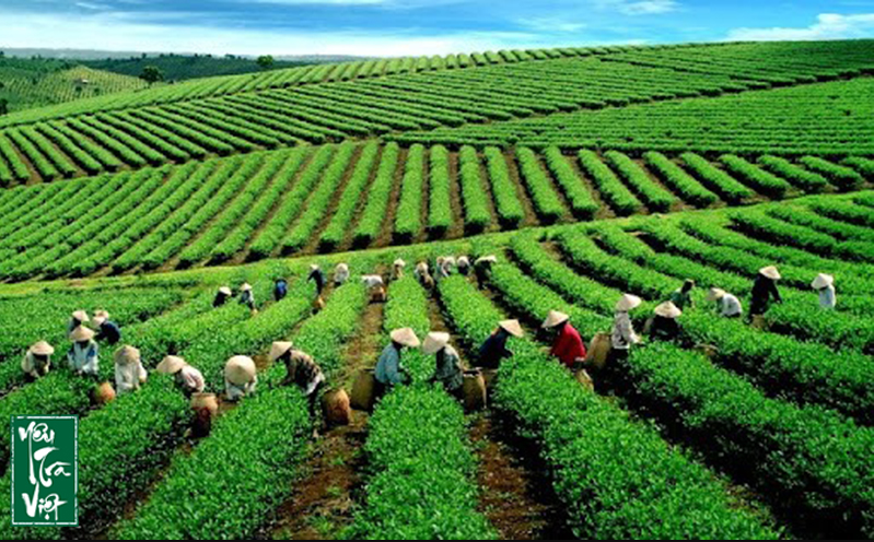 Câu chuyện trà Lâm Đồng